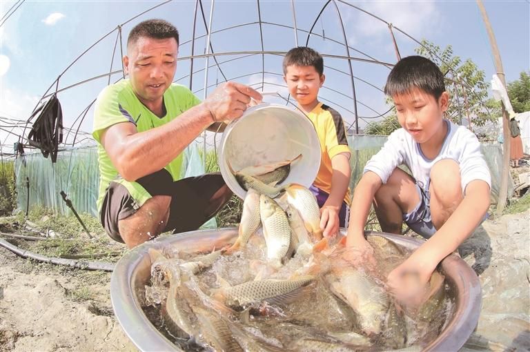 村民在稻漁綜合種養技術服務示范點開田捉魚