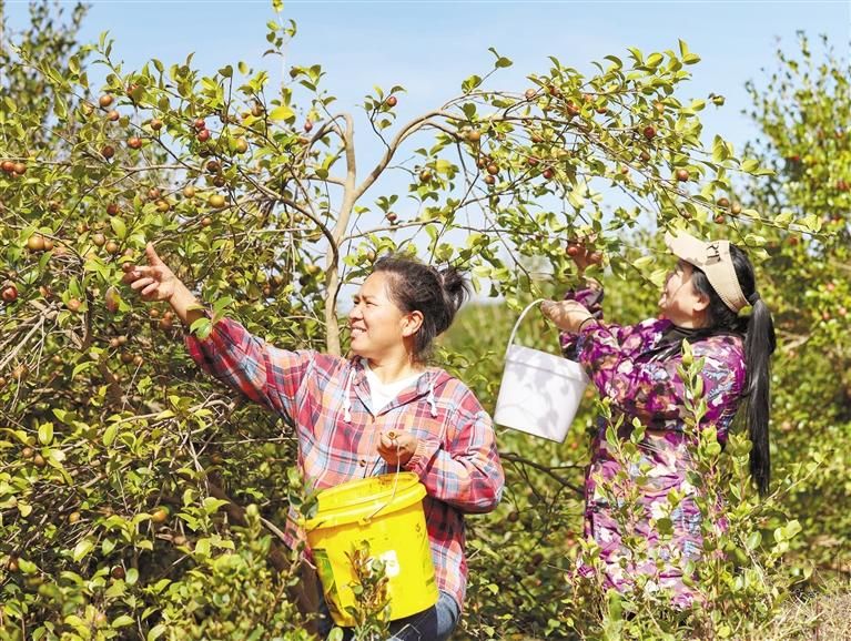 亞魚村村民采摘油茶果