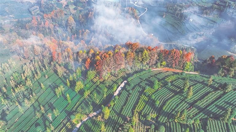 鳳岡縣綏陽鎮金雞村茶園風光