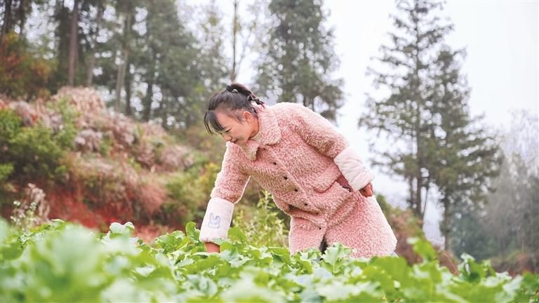 張楷燕經常在地里檢查西隴蘿卜的病蟲害問題